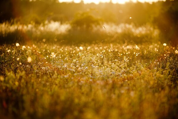 The clearing is illuminated by sunlight