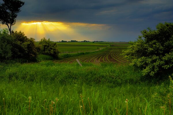 Spring sunset in a green field