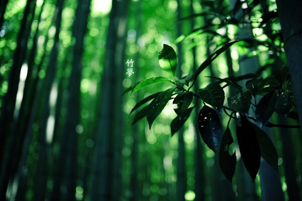 Caractères chinois sur fond d arbre de bambou