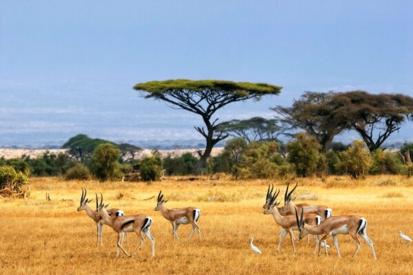 Antilopen auf Savannenweide in Afrika