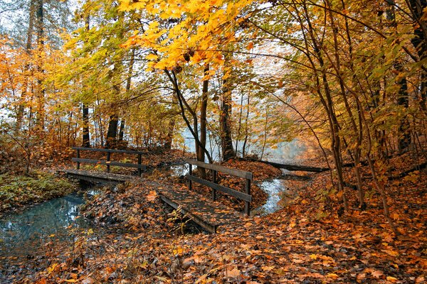 Nature burns with fiery colors