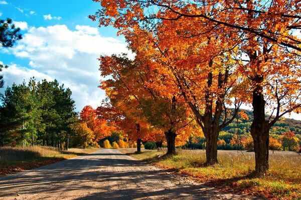 Paysage d automne, route et cimes dorées des arbres