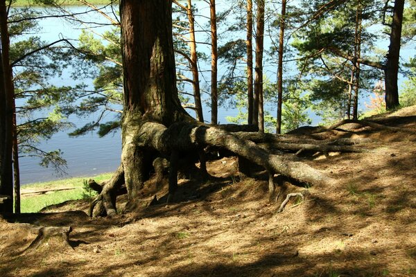 Grandes raíces de un árbol en un bosque de pinos