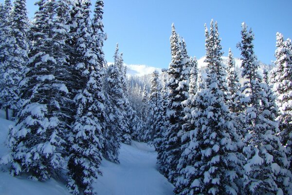 Winter coniferous forest during the day