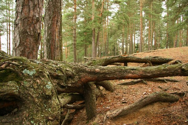 Forest landscape with trees and a fallen tree