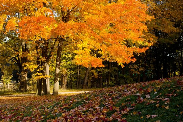 Herbstfarben des Laubs an den Bäumen