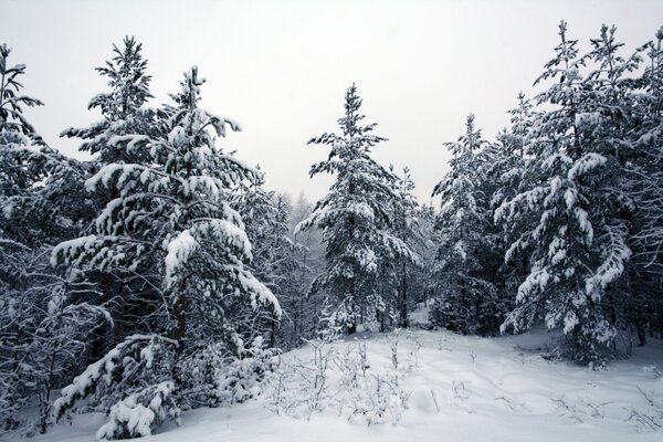 Árboles en el bosque rodados por una manta de nieve