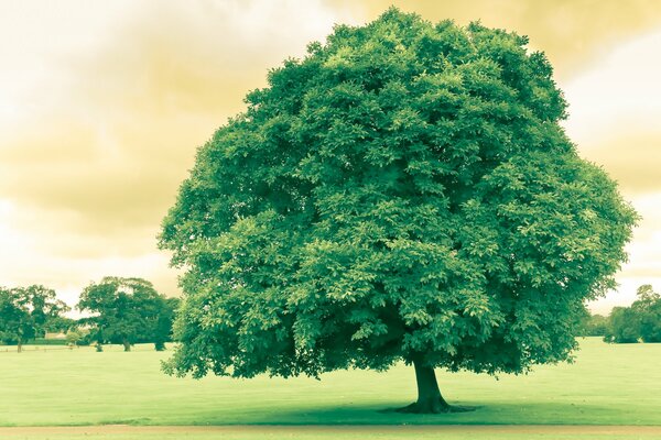 Grand arbre vert dans le champ