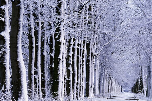 Parque de invierno con árboles altos