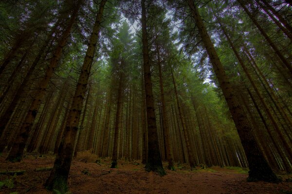 Landscape Forest at dusk. Evening