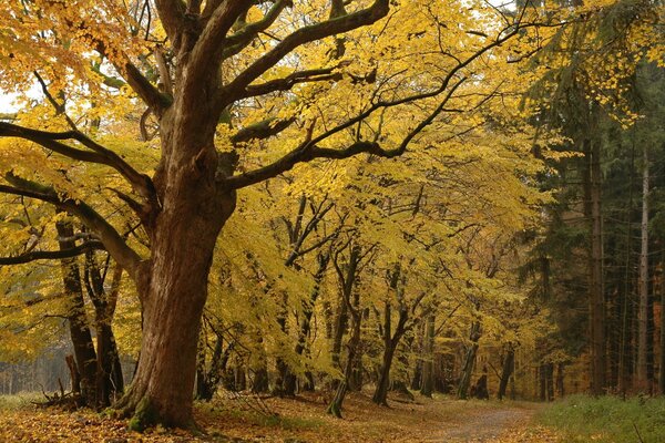 The path under the trees in the autumn alley