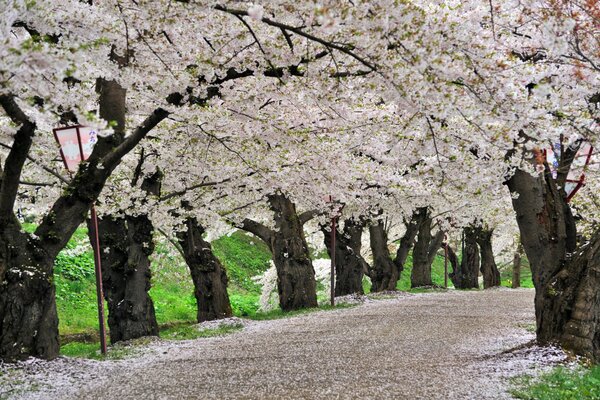 Cherry blossoms in the park