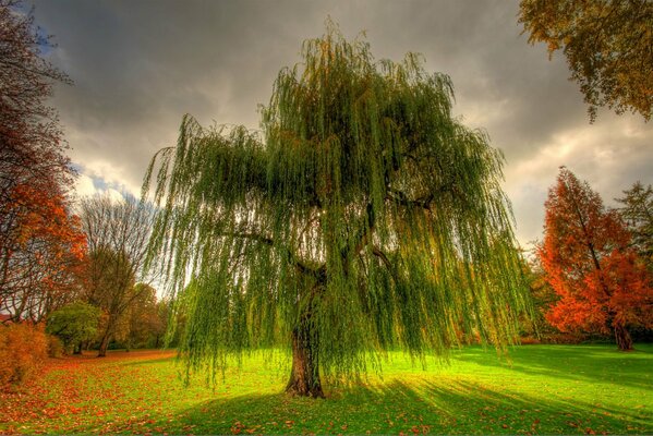 Herbstliche Natur im Park, große Weide