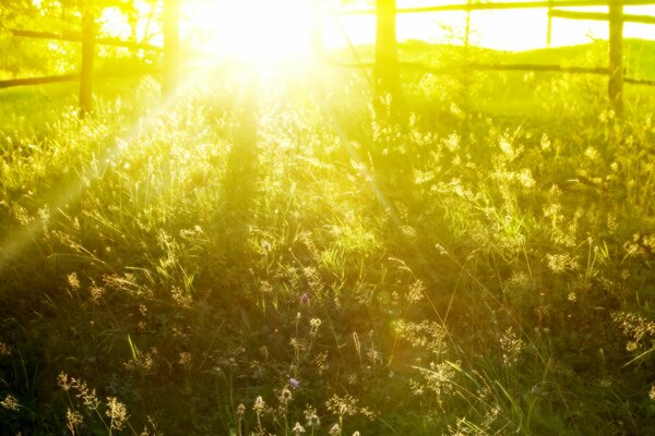 Das Licht der Sommergrasssonne