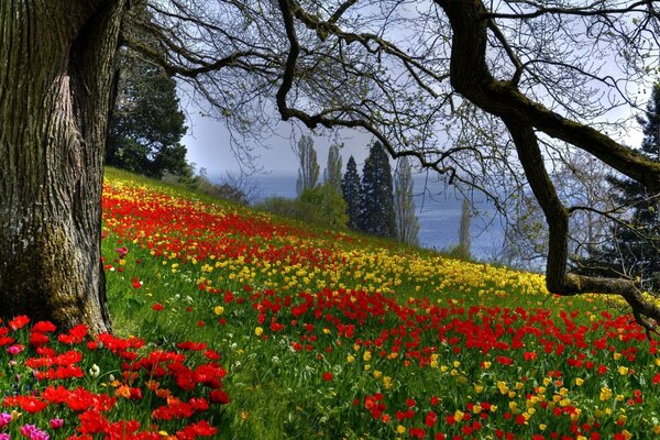 Tulipes en fleurs dans la forêt de printemps