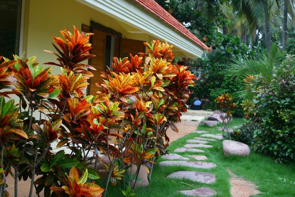 A cozy path in the exterior of the house