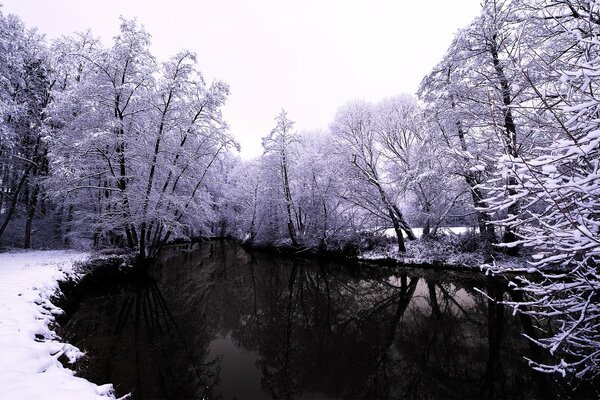 In the winter forest, water without ice