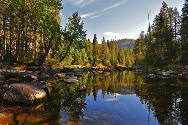 Lac miroir dans la forêt verte