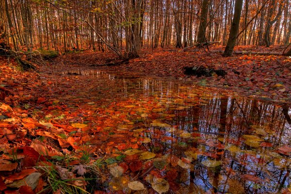 Hojas rojas de otoño en un arroyo