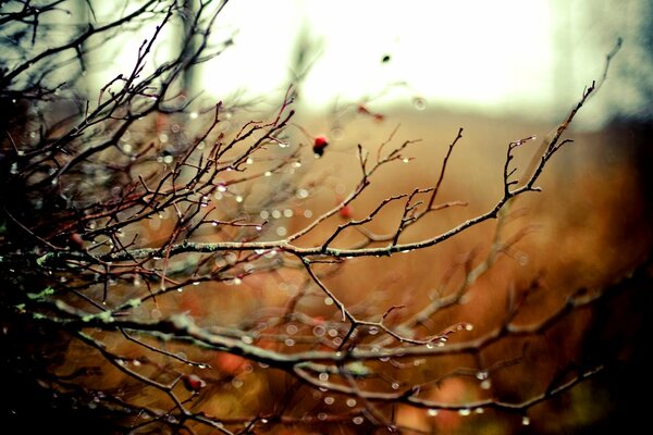 Raindrops on twigs on a blurry background