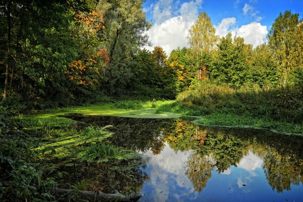 Riflesso del cielo nella palude in estate