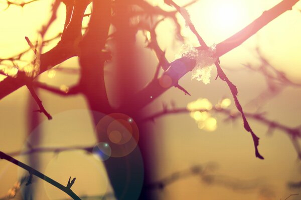 Morning light in macro nature