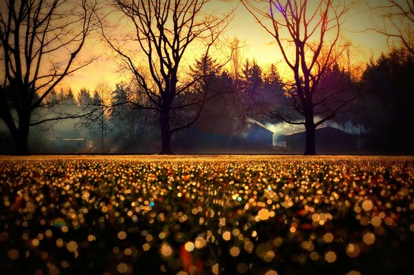 Campo nocturno cubierto de follaje de otoño frente a la casa en el bosque