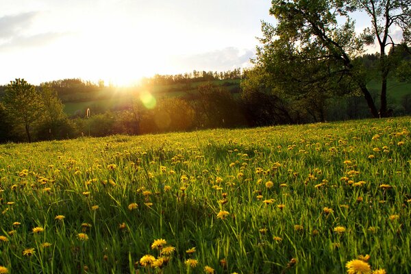 The rays of the evening sun over a flower meadow with dandelions