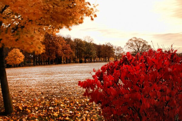 Paesaggio autunnale colorato. Foglie gialle e rosse