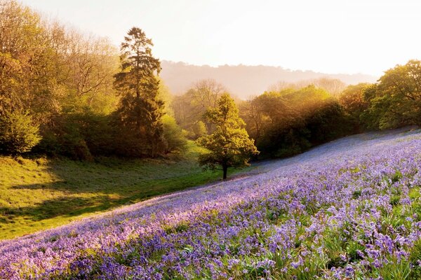 Glade of flowers, sun, light