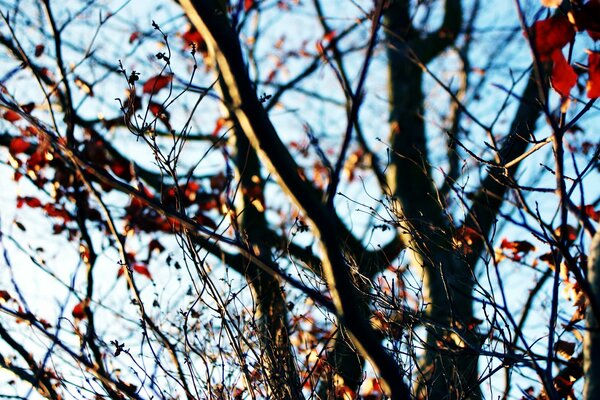 Tree branches with the last leaves