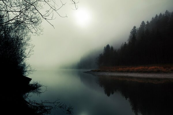 Rzeka w lesie pokryta mgłą