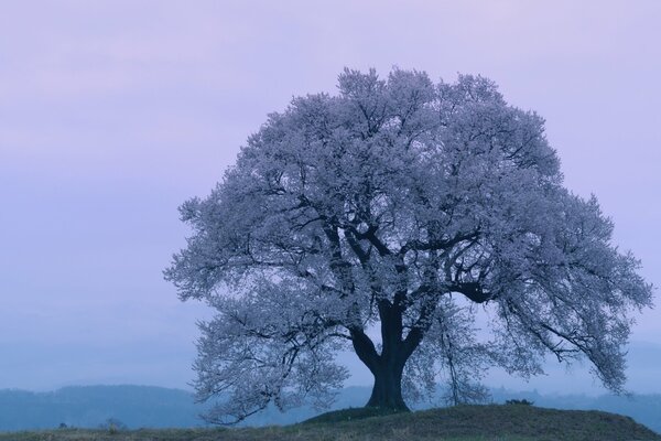 Schöner Baum auf blauem Hintergrund