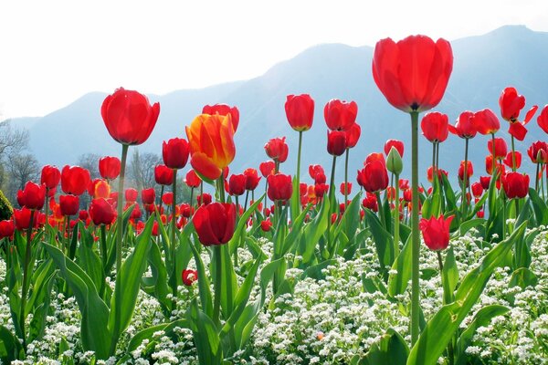 Campo de tulipanes en el fondo de las montañas