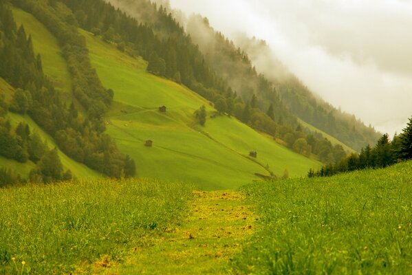 Wanderweg im grünen alpinen Bergtal