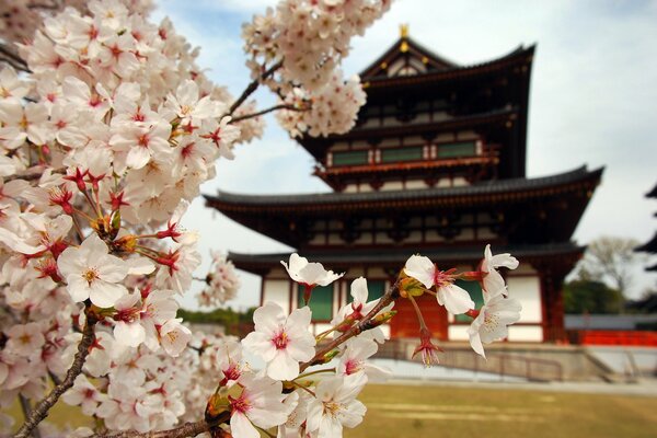 Fiori di ciliegio in Giappone. Pagoda