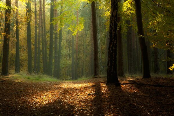 Borde en el bosque bañado por el sol