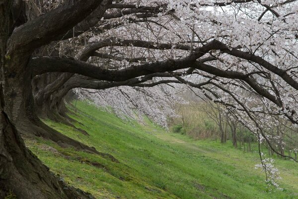 Японская сакура зацвела весной