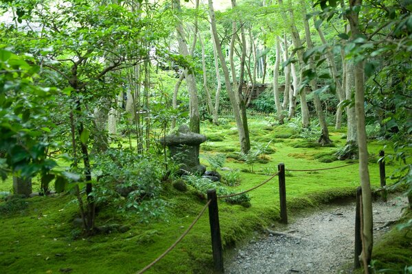 A path in the nature reserve, with different trees