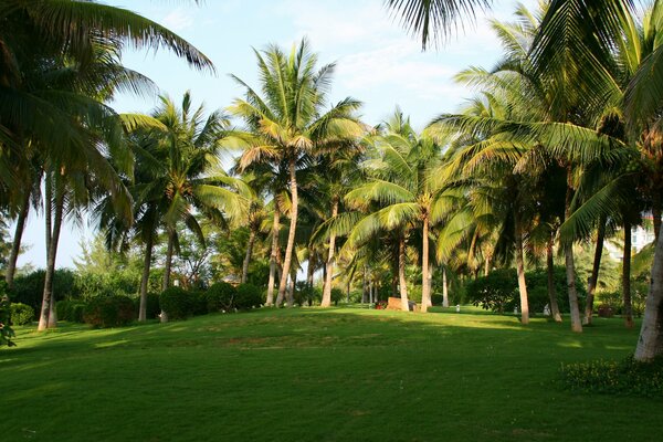 Zielony trawnik otoczony palmami na wakacjach