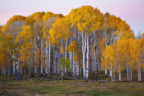 Autunno foresta alberi di betulla