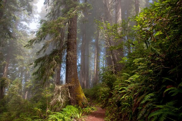 Sendero forestal entre helechos