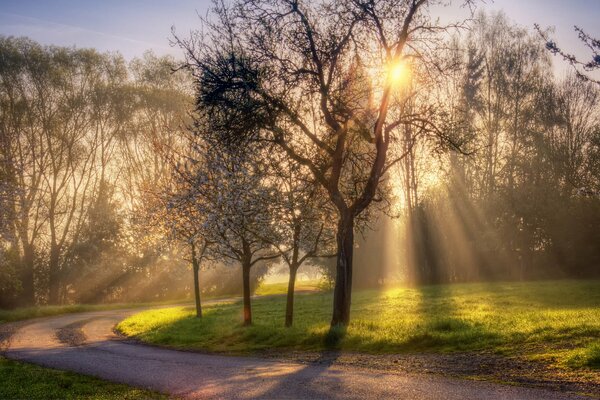 Strahlen der frühen Sonne durch die Bäume