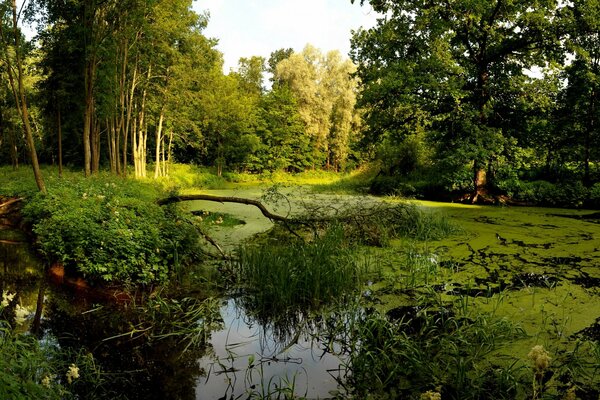 Forest swamp. Trees in the swamp