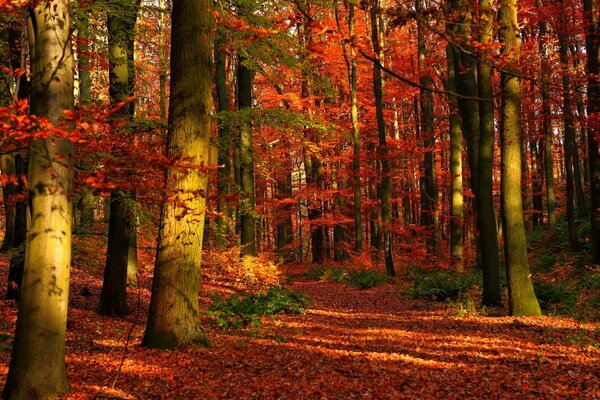 Foresta d autunno al tramonto del giorno