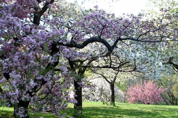 Arbres roses dans le jardin au printemps