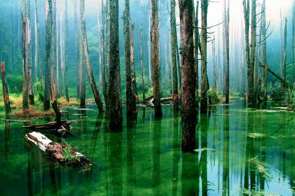 Les arbres poussent dans l eau claire