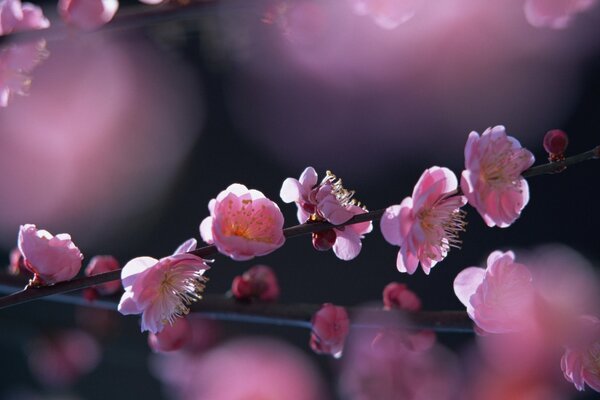 Arbre à fleurs au printemps au soleil