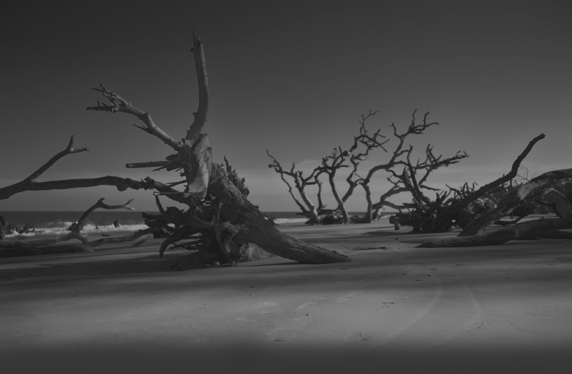 plage côte nuit soir arbres obscurité sable