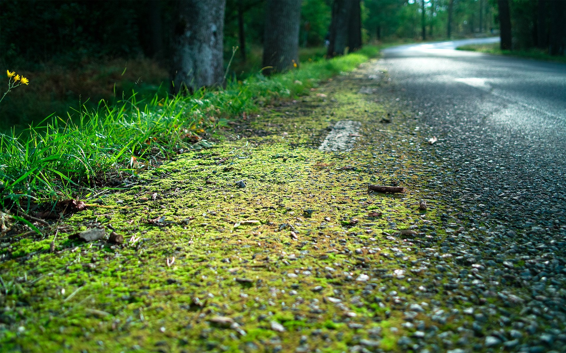 forest road grass shoulder mo